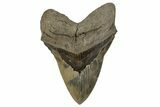 Colorful Fossil Megalodon Tooth - Sharply Serrated #343590-1